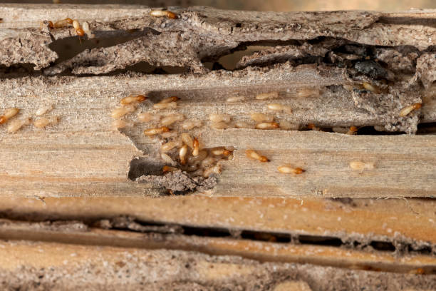 Best Affordable Pest Control Services  in Groveton, VA
